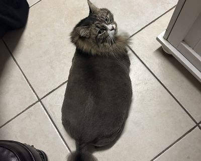 Meet Cash, an 8 year old feline queen with a heart of gold and a touch of sass. This lovely lady was recently surrendered by her owner and is now looking for a new home that will appreciate her unique charm. Cash greets her favorite people at the door with affection, showing her sweet and loving side, but like any true queen, she has her spicy moments and likes to remind everyone who's in charg...