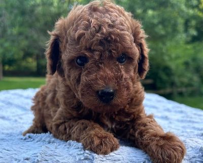 4 Male Poodle Puppies for Sale