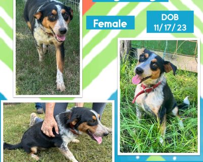 Sydney - Australian Cattle Dog / Blue Heeler Mix Female Dog for Adoption