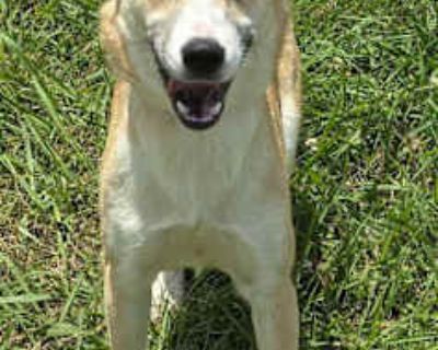 Thistle *foster needed* - Carolina Dog/Cattle Dog Mix Female Dog for Adoption