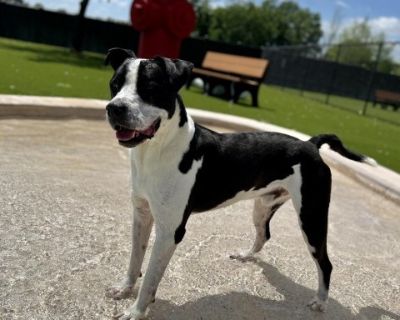 Panda - Terrier Mix Male Dog for Adoption