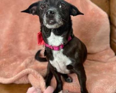 Paris Shah Lovebug - Chihuahua Female Dog for Adoption
