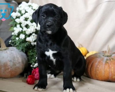 Bridgett - Female Boxador Puppy for Sale
