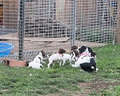 German shorthaired pointer puppies