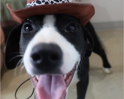 Max - Male Puppy Lab / Staffordshire Bull Terrier for Adoption