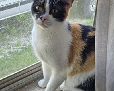 Stella - Domestic Shorthair Female Cat for Adoption