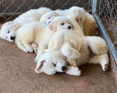 Great Pyrenees puppies