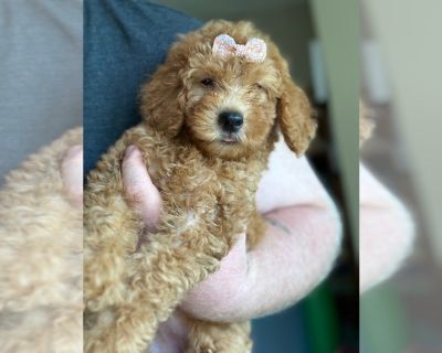 Red Girl - Goldendoodle (Miniature) Female Puppy for Adoption