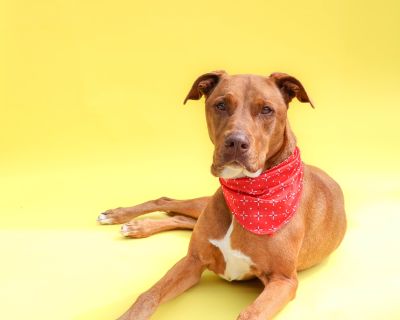 Meet Mala! This stunning 7-year-old Doberman mix is ready to find her forever home! Mala is a volunteer favorite at Paws and Hooves Animal Rescue Inc. and it s easy to see why. She s sweet, gentle, and incredibly well-trained, with a heart as big as her beautiful brown eyes. Mala walks perfectly on a leash, is housebroken and crate trained, and knows all her basic obedience commands. She enjoys...