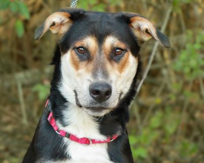 Kipton - German Shepherd Dog & Siberian Husky Mix Male Dog for Adoption