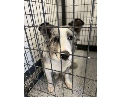 Winter - Australian Shepherd/Mixed Breed (Medium) Mix Male Dog for Adoption