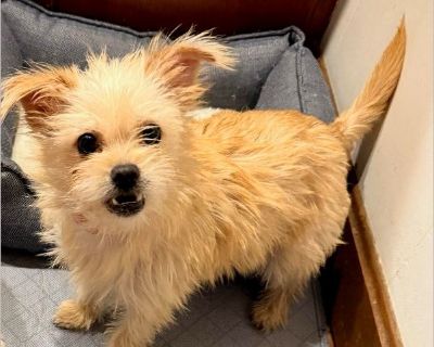 Whitney is a 1 year old 8 lb spayed female terrier mix. She is housetrained. Does well with people but little timid in the beginning. Does ok with other dogs and barks first at a cat but ok after that with cats. Has another spayed sister Lilly. But they can be adopted separately or together. She came from a foster home in SC and was with other dogs and cats. Loves her dog bed! Heartworm negativ...