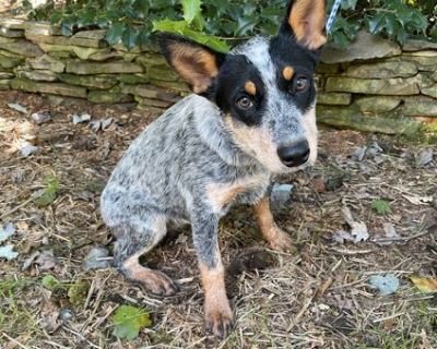 Reba - Australian Cattle Dog / Blue Heeler Female Puppy for Adoption