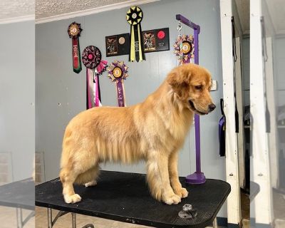 NA - Golden Retriever Female Adult Dog for Sale