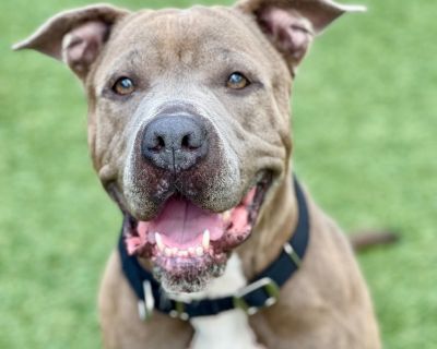 Tilly - Shar-Pei & Terrier Mix Female Dog for Adoption