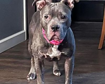 Athena - American Staffordshire Terrier Female Dog for Adoption