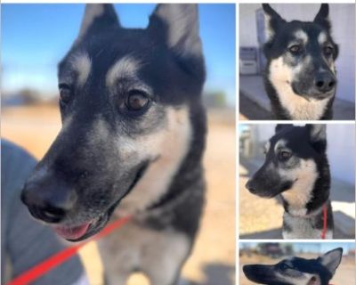 cali - Female Puppy Siberian Husky mix for Adoption