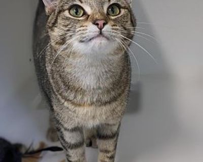 Willow - Domestic Shorthair Female Cat for Adoption