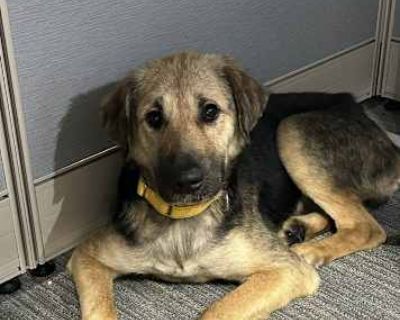 Gracie the Gorgeous - Labrador Retriever Female Dog for Adoption