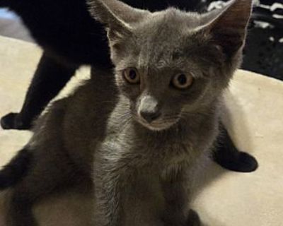 Mystique - Russian Blue Female Cat for Adoption