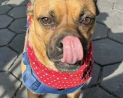 Bruno - Pug/Boston Terrier Mix Male Dog for Adoption