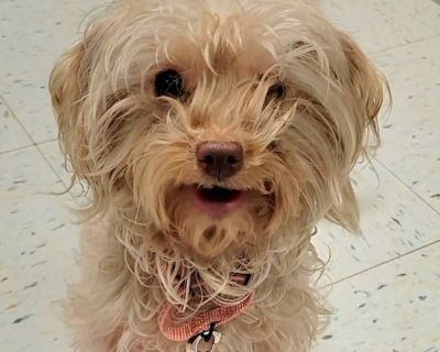 Sushi - Yorkshire Terrier Mix Female Dog for Adoption