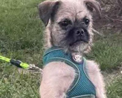 CHOCOLATE - Pug/Miniature Schnauzer Mix Male Puppy for Adoption