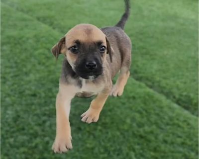 Chante - Boxer Mix Female Puppy for Adoption