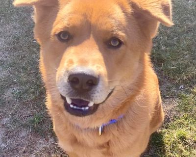 Woody - Chow Chow & Husky Mix Male Dog for Adoption