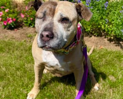 Rosie - American Pit Bull Terrier Female Dog for Adoption