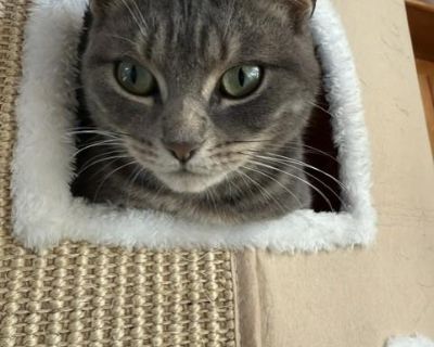 GYPSY - Bengal & Tabby Mix Female Cat for Adoption