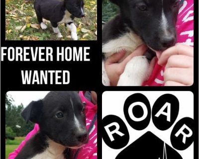 Colin - Male Puppy Siberian Husky / Pit Bull for Adoption