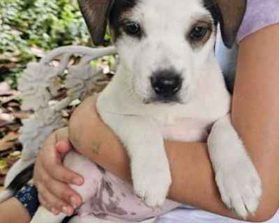 PUPPY ROBIN - Beagle/Labrador Retriever Mix Female Puppy for Adoption