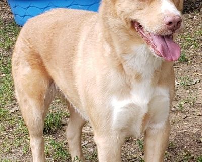 HOCUS (Sansa) - Husky Female Dog for Adoption