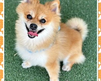 CARMEL - Pomeranian Male Dog for Adoption