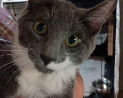 DOB 5/24/25 - Oyster is a sweet, high energy young male that needs someone to play with. He loves to be pet, cuddle and play. Oyster tested FIV positive, and would do great in a home with another active FIV positive cat or a dog. He can be a handful but is very sweet. He is currently in foster care so please email us to set up an appointment to meet him. He prefers a home with no small children...