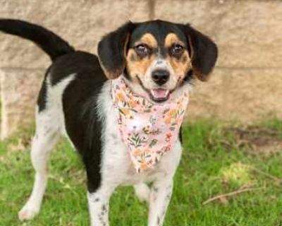 CLAIRE - Australian Shepherd/Beagle Mix Female Dog for Adoption