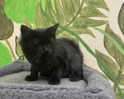 Primary Color: Black Weight: 1.2 Age: 0yrs 4mths 0wks. Breed Domestic Shorthair Color Age Kitten Sex Male Pet ID 30140 Hair Length