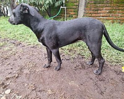 Lluvia - Labrador Retriever Female Puppy for Adoption