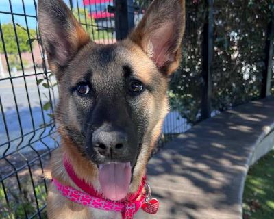 Cece - Labrador Retriever Female Puppy for Adoption