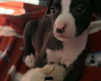 Available for Foster-to-Adopt. This animal is currently in foster and not availble to see in shelter. If interested, please submit an application. Meet Winter! Arriving from the Wood County Dog Shelter, Winter will receive their first round of vaccines at 8 weeks and will become available for adoption after their spay/neuter at 12 -14 weeks. We're not sure how Winter is with children, cats, and...