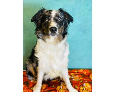 Fabio - Australian Shepherd/Mixed Breed (Medium) Mix Male Dog for Adoption