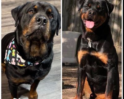 3 Male and 6 Female Rottweiler Puppies for Sale