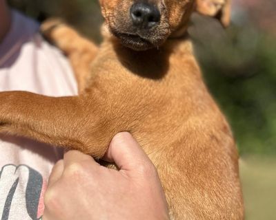 Meet Serrano! This adorable 10-week-old Chihuahua mix is the perfect blend of spunky and sweet. He s a little clown who loves to play, explore, and entertain you with his goofy puppy personality. Whether he s pouncing on toys or doing his happy zoomies, Serrano will keep you laughing every single day. But when playtime winds down, he turns into the sweetest cuddle bug. He loves being held, melt...