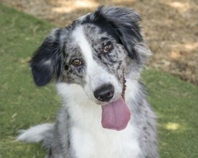 Maverick (Max) (Cocoa Adoption Center) - Australian Shepherd Male Dog for Adoption