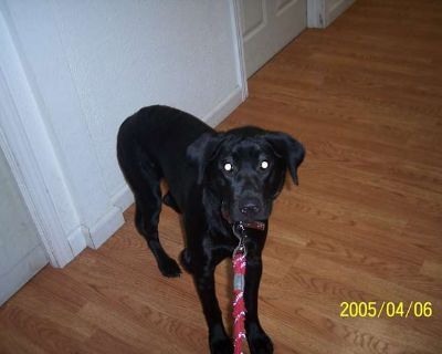 Kira - Labrador Retriever Female Puppy for Adoption