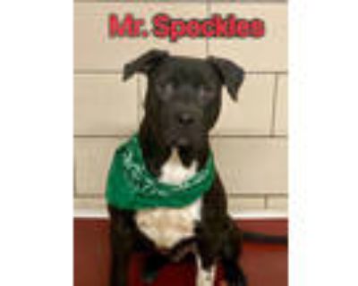 Mr. Speckles, American Pit Bull Terrier For Adoption In Canton, Ohio