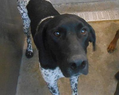 DYLAN - German Shorthaired Pointer Male Dog for Adoption