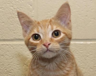 Meet Ginny! This rare female orange kitten is as special as she looks! Ginny is very affectionate, loves to play, and enjoys spending time with her feline friends. She s the perfect mix of sweet and spunky, always ready for cuddles or a game of chase. If you re looking for a loving little companion who will brighten every day, Ginny would love to be your new best friend!. Coat length Short Hous...