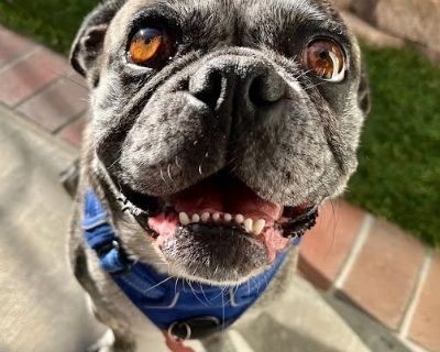 Buddy Lou - Adopt Me! - Pug & Boston Terrier Mix Male Dog for Adoption